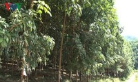 デェンビエン省ゴムの木育てによる貧困解消