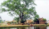 ベトナムの伝統的な村の独特な構築