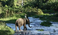 ダクラク省における野生ゾウ群れの保護