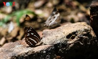 クックフゥオン国立公園の蝶