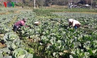 農業生産で豊かになったライチャウ市の農民たち