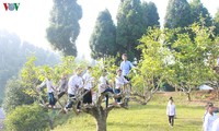 雪茶（Shan Tuyet）の栽培発展に励むカオボ村