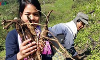 「一村一品」の薬草栽培に励むクアンナム省山間部