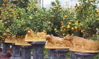 旧正月テトを控え、桃、金柑の栽培業者繁忙期