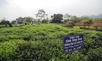 タンクオン茶の商標作りと観光発展を結びつける