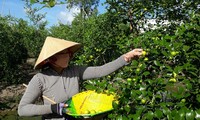 ナツメの豊作を迎えるソクチャン省の農民