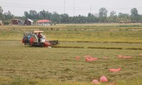 稲の消費を補助するアンザン省