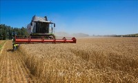 穀物輸出再開合意、食糧危機を緩和