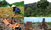 ベトナム EU森林破壊防止規則を主体的に履行