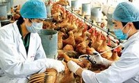 Vietnam memperkuat pekerjaan mencegah dan menanggulangi flu unggas tipe A dan  tipe A H5N1. 