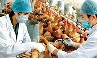 Beberapa daerah di Vietnam memperkuat pekerjaan mencegah dan menanggulangi  wabah flu tipe A H7N9 dan flu  tipe A H5N1. 