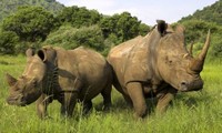 Vietnam dan Afrika Selatan menandatangani rencana aksi konservasi  keanekaragaman biologi