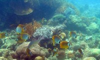 Meningkatkan kemampan zona-zona  konservasi  laut di Vietnam.