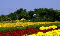 Desa Bunga Sa Dec pamer  warna untuk siap menyambut tibanya musim semi