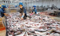 Kebijakan proteksi pertanian AS menimbulkan kesulitan terhadap ekspor ikan patin