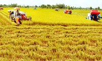 Menentukan  strategi  jangka panjang bagi  produksi  beras ekspor