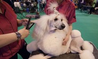 Pameran internasional  tahunan untuk memperkenalkan anjing yang diselenggarakan di Thailand