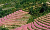 Provinsi Ha Giang- musim  bunga gandum kuda  yang memanggil-manggil
