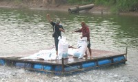 Badan-badan usaha Vietnam mengelola secara ketat  proses budidaya ikan tra dan ikan basa