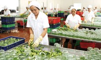 Ekspor agribisnis Vietnam  pada latar belakang  berintegrasi pada TPP-AEC