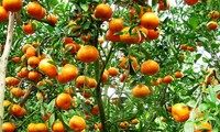 Keindahan kebun jeruk keprok  Lai Vung, provinsi Dong Thap