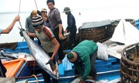 Kaum nelayan provinsi Binh Dinh mencapai panenan raya dalam penangkapan ikan awal tahun baru