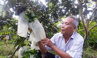 Provinsi Hau Giang  mendorong kerjasama  dengan Asosiasi Teknik  Pertanian  Jeonnam-Gwangju