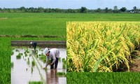 La riziculture: clef de la sécurité alimentaire au Vietnam