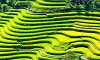 Certificat « Vestiges nationaux » pour les rizières en gradins à Hoang Su Phi