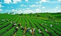La BAD aide la production agricole à faible émission de carbone au Vietnam 