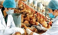 Prévention et lutte contre les grippes aviaires H5N1 et H1N1