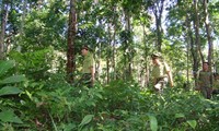 A forest ranger in Truong Son Range 