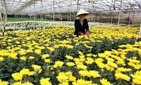 Vu Nhuan applies high technology in floriculture