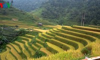 Mu Cang Chai’s legendary terraced fields