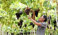 Ninh Thuan province's vineyards attract tourists