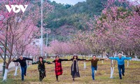 13,000 people make spring tours of Moc Chau Plateau