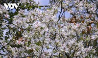 Dien Bien basking in bauhinia blooming season
