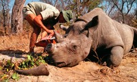 Wildlife species trafficking causes "untold harm", said UNODC