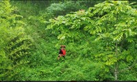 Traditional herbal medicines of Red Dao