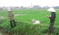Hanoi’s agricultural land restructuring for new rural development