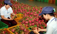  Exports of blue dragon fruit target sustainable growth