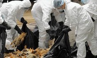 Vietnam detects no cases of AH7N9 avian flu in poultry samples