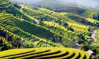2015 Culture and Tourism Week of Hoang Su Phi terraced rice fields opens
