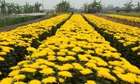 Tay Tuu flower village on the days before Tet