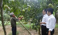 Tay Ninh farmers make a fortune thanks to loans based on the production link group model