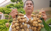 Dong Thap promotes fruit exports 