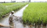 Rice-shrimp farming: an effective and sustainable production model
