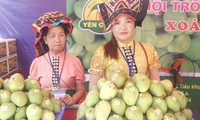 Son La farmers develop Yen Chau mango brand