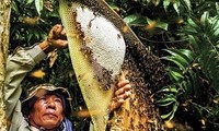 Beekeeping to get rich and respond to climate change in Mekong Delta