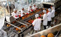 Production by value chains increases Vietnam’s vegetable and fruit exports